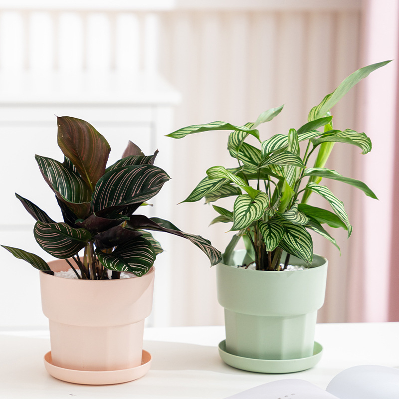 Aloe Vera Pot - 北欧ミニマリストスタイル グリーンラディッシュ多肉植物プランター プラスチック樹脂 厚みのある割れない卓上植木鉢
