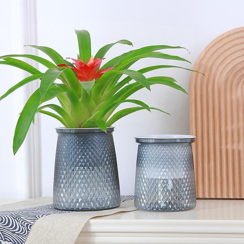 2024 透明自己散水植木鉢プラスチック植木鉢二層自動怠惰な - Aloe Vera Pot のレビューと価格