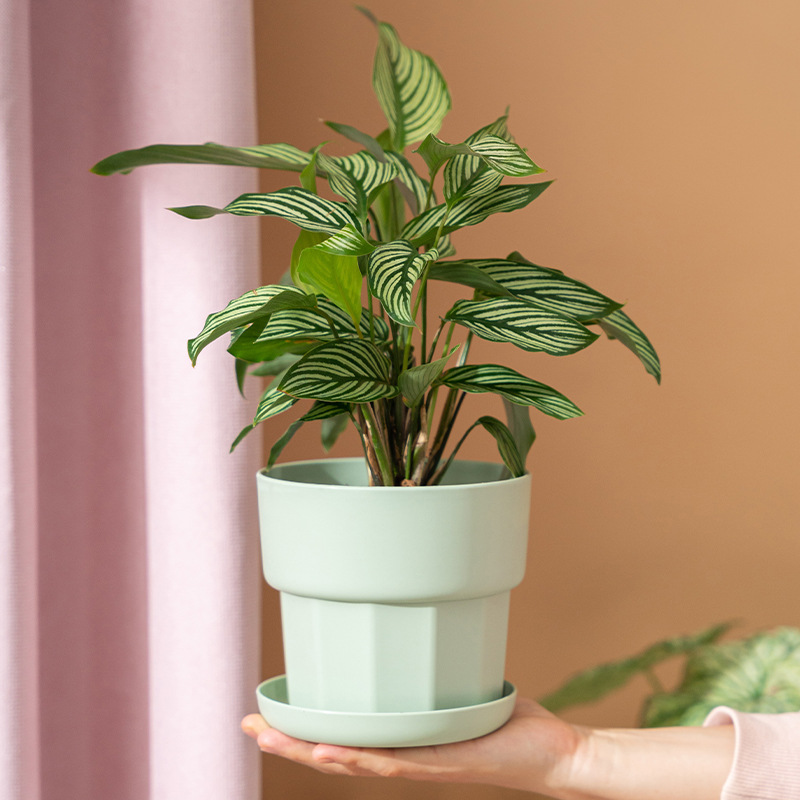 北欧ミニマリストスタイル グリーンラディッシュ多肉植物プラン - Aloe Vera Pot のレビューと価格