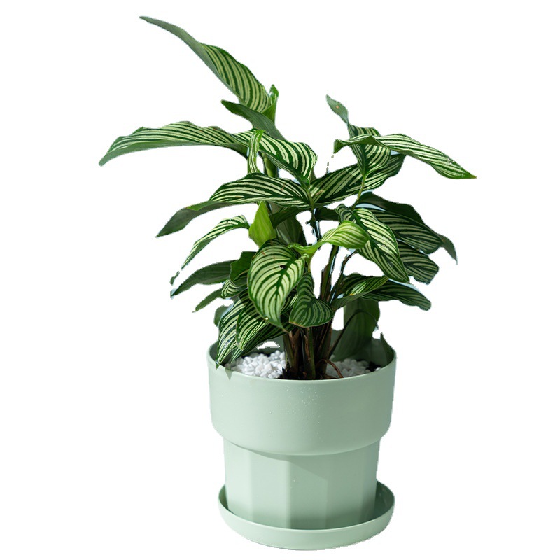 北欧ミニマリストスタイル グリーンラディッシュ多肉植物プラン - Aloe Vera Pot のレビューと価格
