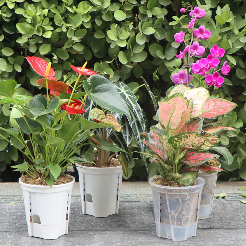 5 個の透明な蘭ポット穴付き根制御クリア保育園ポット蘭プラス - Aloe Vera Pot のレビューと価格